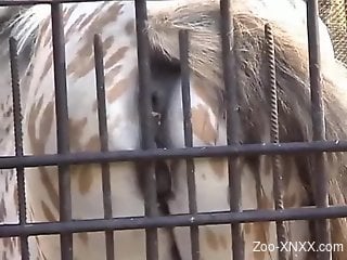 Horny man sure wants to deep fuck the horse