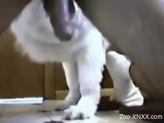 Aroused man pleases himself with short zoophilia moments