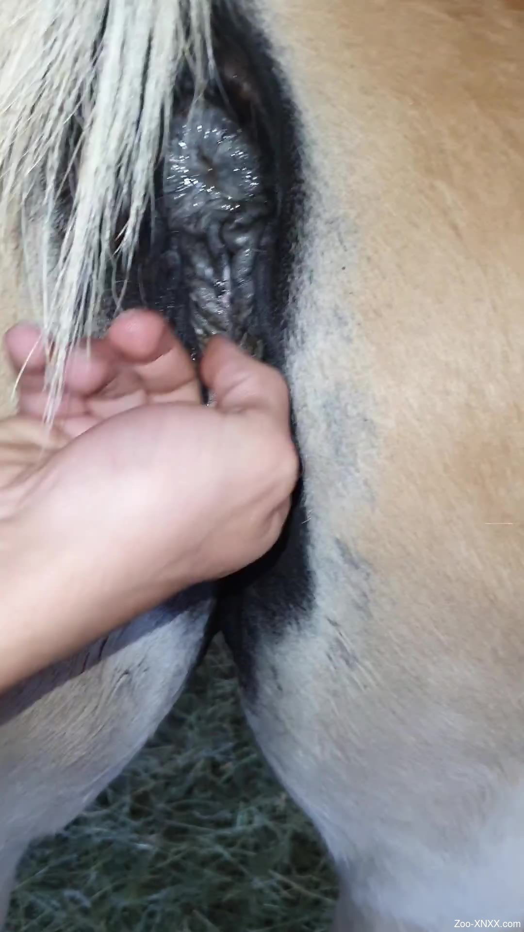 Man finger fucks horse's vagina before fucking the animal