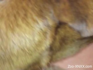 Sexual delight for this horny man during oral with a dog