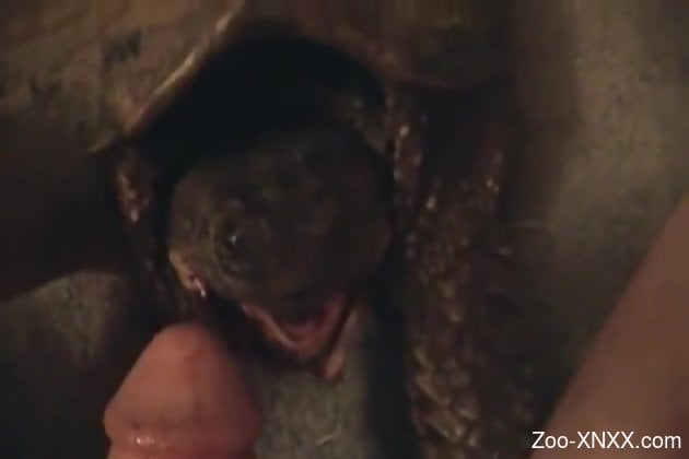 Turtle gives a handjob and a blowjob in a POV video Turtle gives a handjob and a blowjob in a POV video