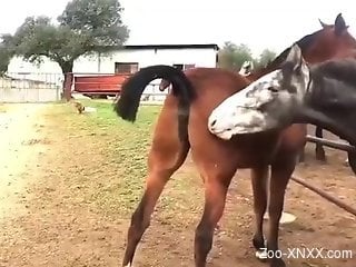 Sexy animals fighting over a mare's pussy in a 3some