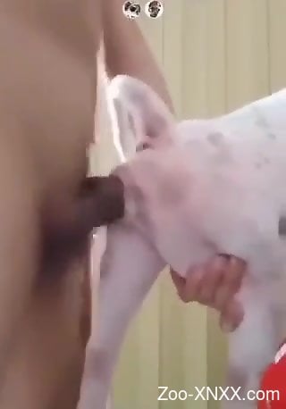 Tight hole doggo getting gaped by a huge dick