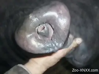 You now have an irresistible urge for HORSE PENIS