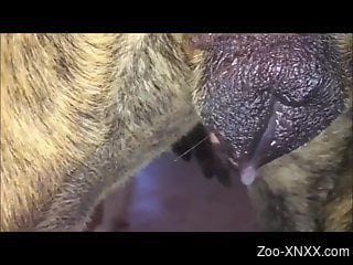 Awesome close-up bestiality with human cocks