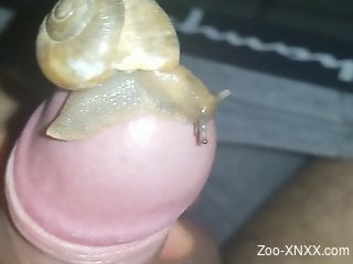 Snails pleasuring a delicious uncut dick in POV
