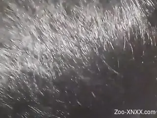 Stiff penis dominating the tight hole of a hot creature