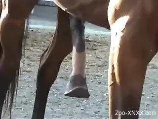 Horse cock showcased up close in a hot porno movie