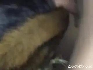 Incredible zoophilic action with a slutty dog