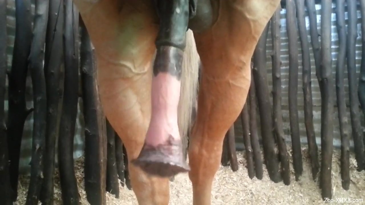 Giant horse cock
