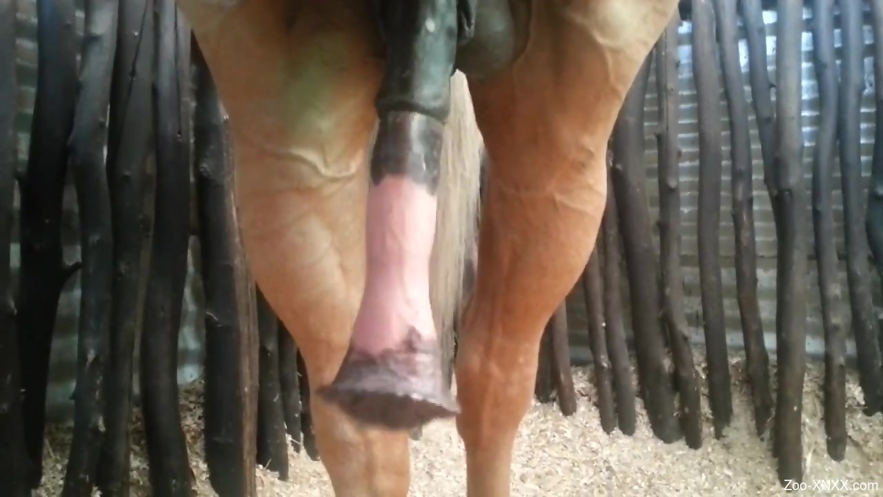 Giant horse penis