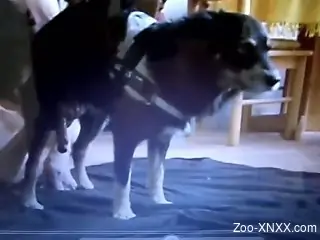 Dog's hard cock makes needy zoo lover wanna fuck