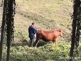 Brown cow getting fucked by a dirty fucking dude