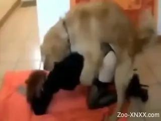 Dashing amateur woman filmed in secret doing dog zoophilia