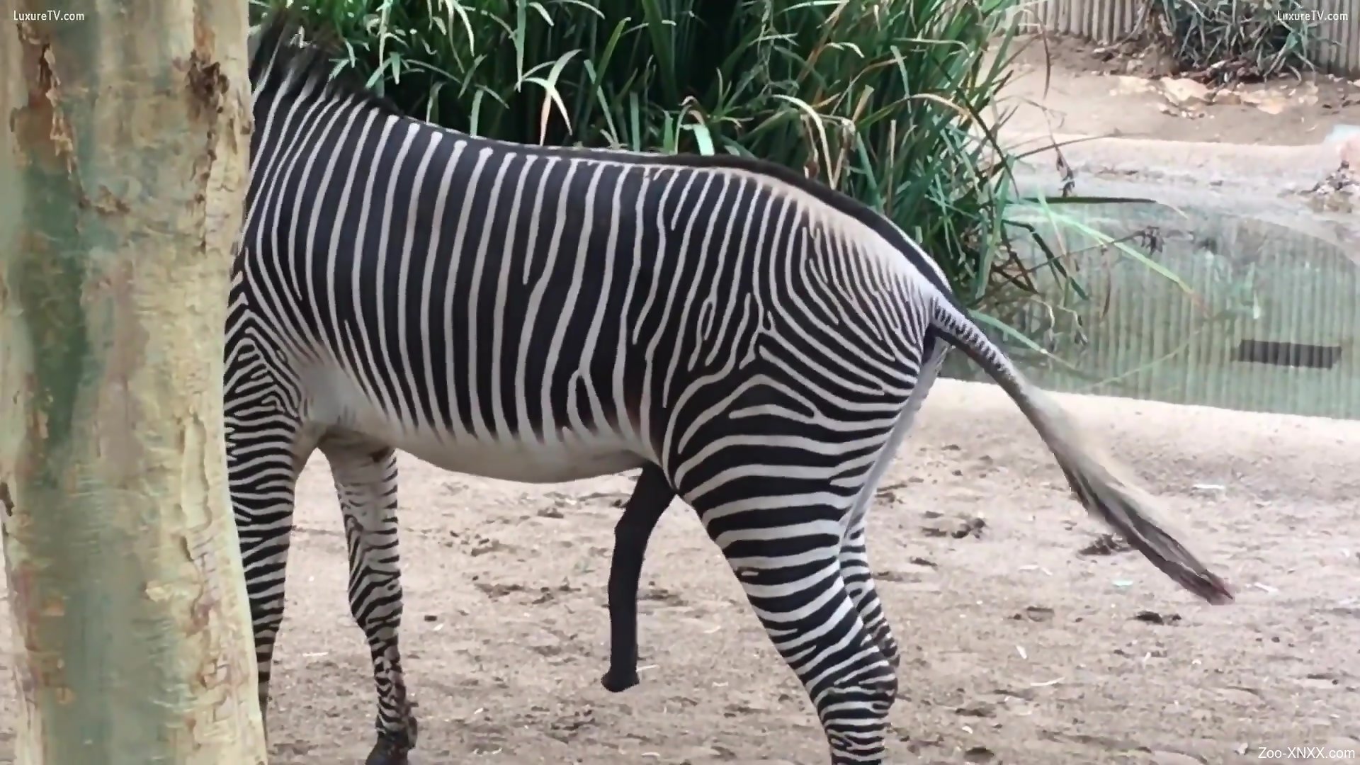 Zebra's cock makes horny zoo porn lover wanna fuck