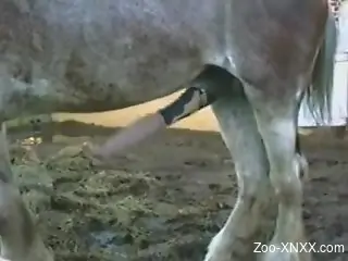 Horny man records horse's mind-blowing cock in closeup