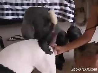 Valiant Latina with big tits getting fucked by a dog