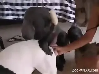 Valiant Latina with big tits getting fucked by a dog