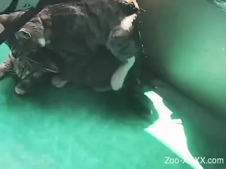 Sexy cats fucking in front of the camera and it's hot