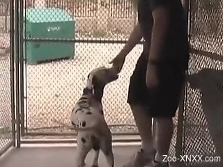 Dalmatian shows its cock and fucks this dude too