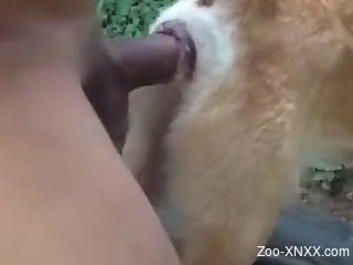 Aroused man inserts his big chunk of dick into a dog's pussy
