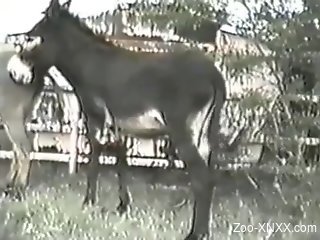 Vintage video with a balding fucker and a sexy donkey