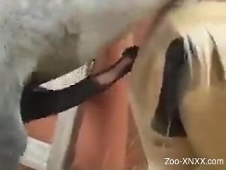 horse fucking makes the horny guy filming excited and eager