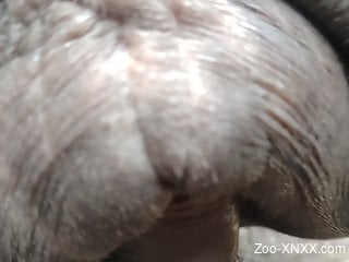 Closeup XXX zoo porn with a black dude fucking an animal