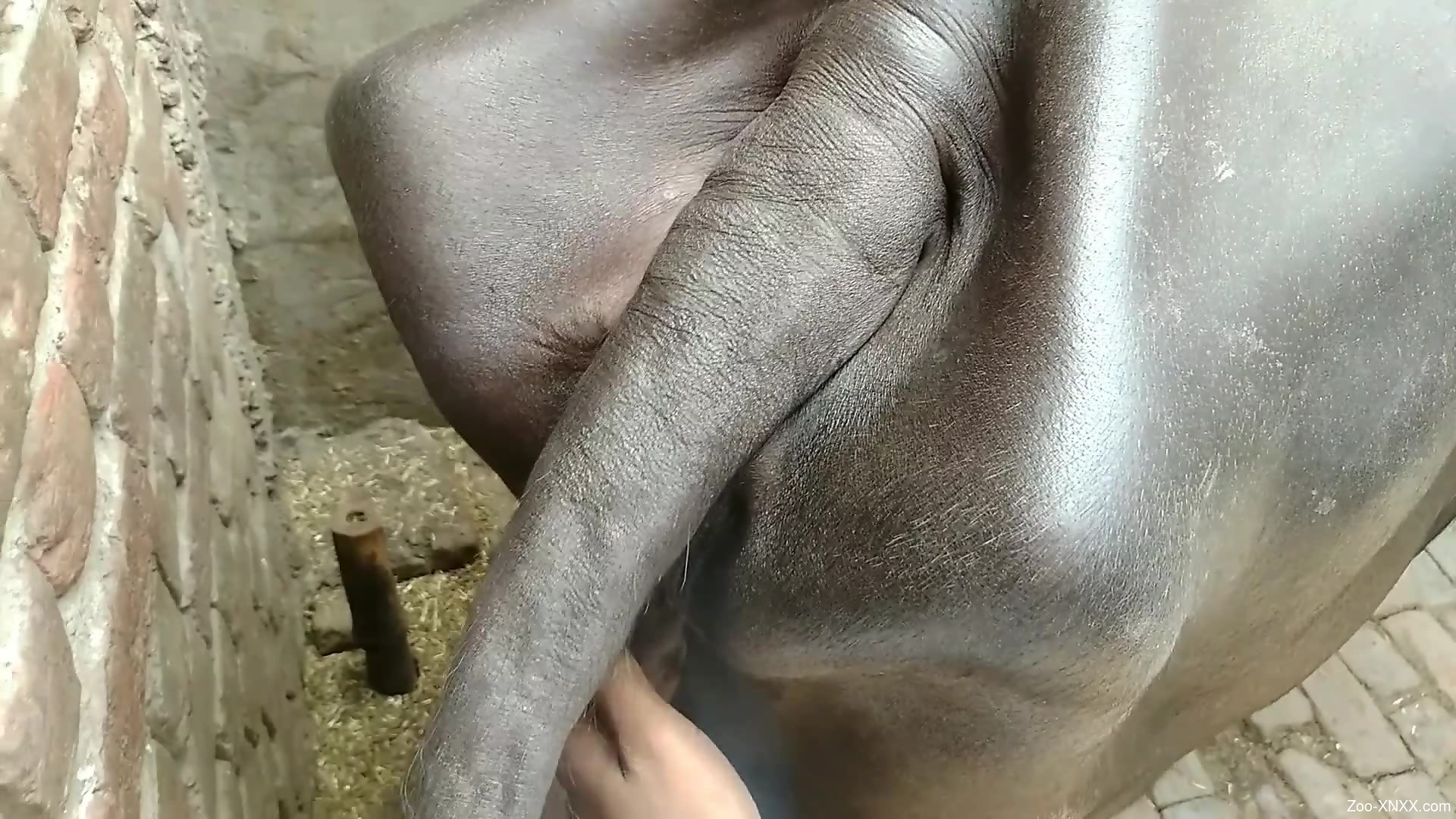 Man wants to fuck this cows pussy in such a hard mode