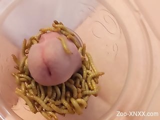 Dude masturbates with worms all over his erect dick