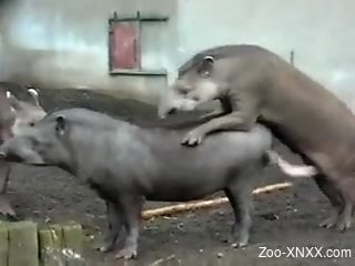 Animals enjoying hard banging with each other