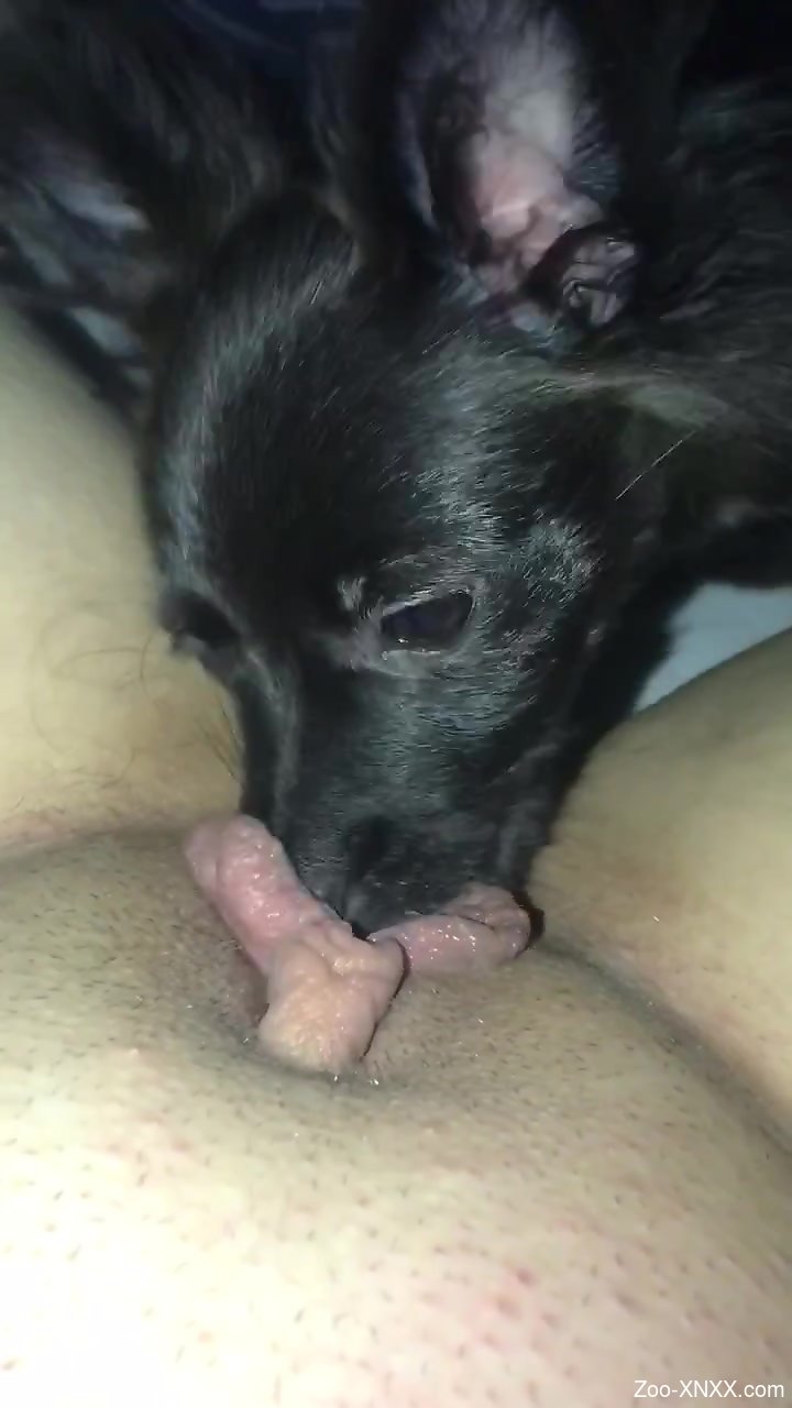 Animal pussy lick