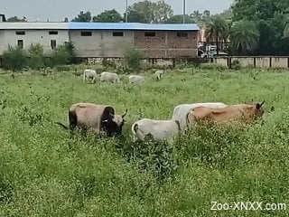 Man films a bunch of cows and that gets him very aroused