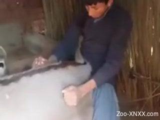 Amateur man roughly fucks animal at the farm for wild XXX display