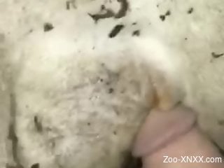 Guy uses his dirty cock to fuck an animal's moist shitter