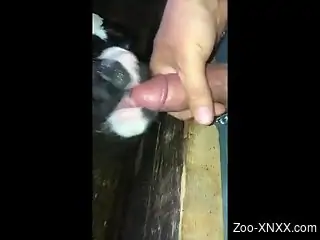 Cow licking that cock to make the guy orgasm for real
