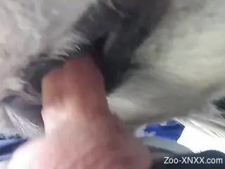 Man sticks it in a horse's cunt for restless XXX pleasures