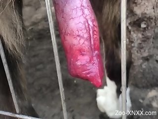 Dog penis continues to get stiffer for the camera