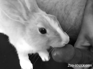 Sexy bunny is enjoying hot action with his penis