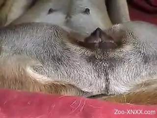 Man finger fucks dog's pussy and fucks the animal like a bull