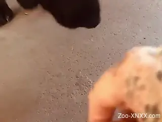 Dirty home zoophilia in which naked female enjoys dog cunnilingus
