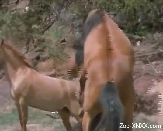 Extraordinary compilation showing animals fucking 