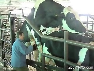 Bull fucking cow turns horny farmer on and makes him wanna fuck