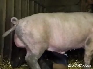 Pig ass fucks tight gay man in rough webcam scenes