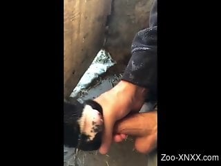 Guy having fun with a cow that sucks on cock HARD