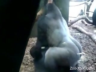 Gorilla fucking the female turns horny visitor on
