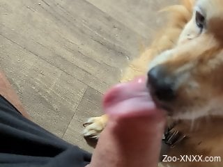 Dirty doggo is enjoying the taste of that penis