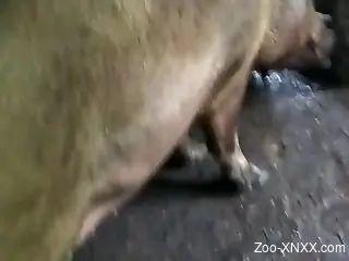 Sexy animal is going to get rammed from behind