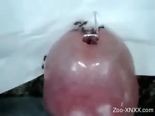 Dude lets ants crawl inside of his exposed urethra