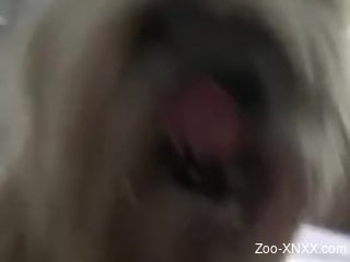 Dude shows his boner to dog that likes the taste